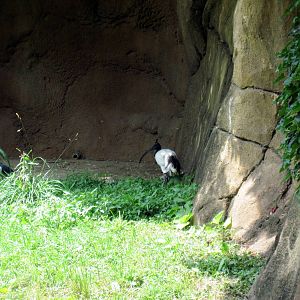 River's Edge-Sacred Ibis