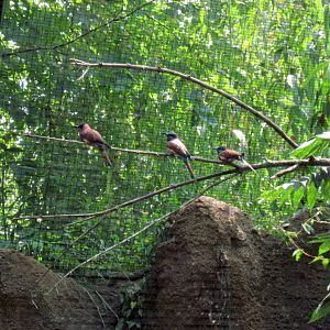 River's Edge-Carmine Bee-eaters