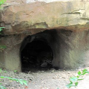 River's Edge-Bat-eared Foxes