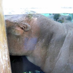 River's Edge-Nile Hippopotamus
