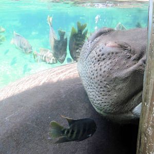River's Edge-Nile Hippopotamus