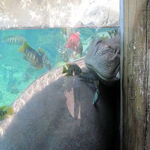 River's Edge-Nile Hippopotamus