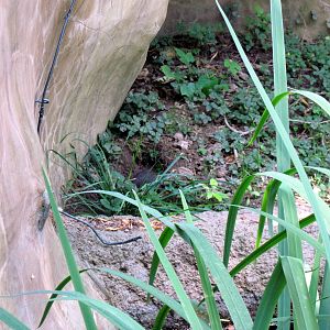 River's Edge-Dwarf Mongoose