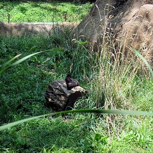 River's Edge-Dwarf Mongoose