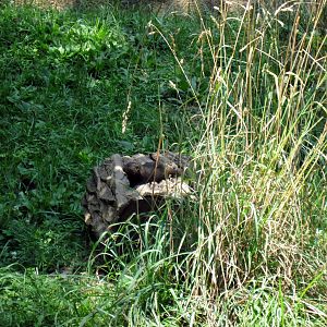 River's Edge-Dwarf Mongoose