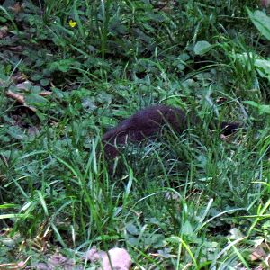 River's Edge-Dwarf Mongoose
