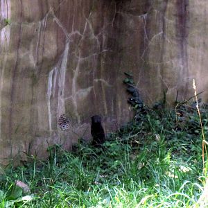 River's Edge-Dwarf Mongoose