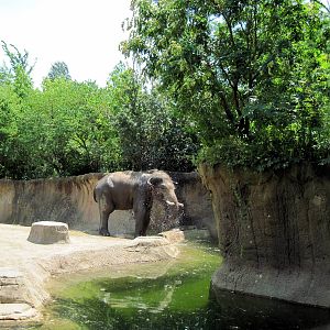 River's Edge-Asian Elephant
