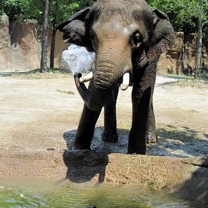 River's Edge-Asian Elephant