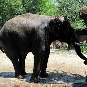 River's Edge-Asian Elephant
