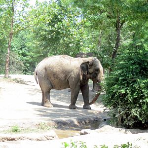 River's Edge-Asian Elephant