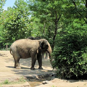 River's Edge-Asian Elephant