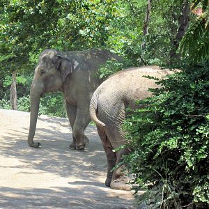 River's Edge-Asian Elephants