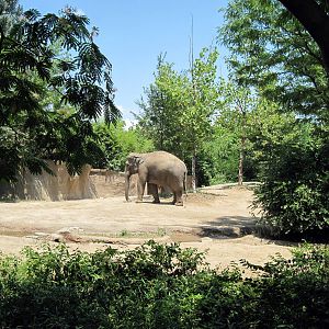 River's Edge-Asian Elephant