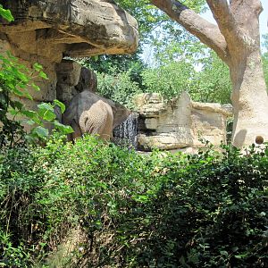 River's Edge-Asian Elephant