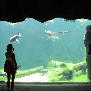 River's Edge-Missouri Aquarium