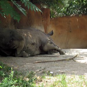River's Edge-Black Rhino
