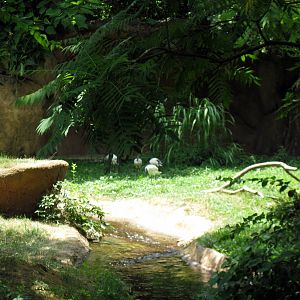 River's Edge-Sacred Ibis