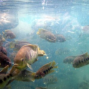 River's Edge-Tilapia