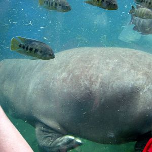 River's Edge-Nile Hippopotamus