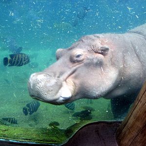 River's Edge-Nile Hippopotamus