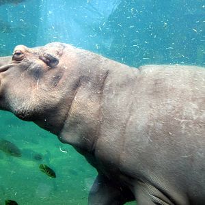 River's Edge-Nile Hippopotamus