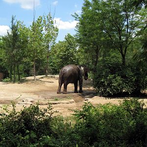 River's Edge-Asian Elephant