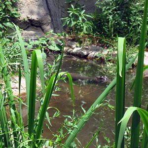 Reptile House-Chinese Crocodile