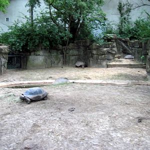 Reptile House-Giant Tortoises