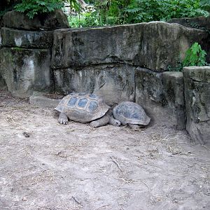 Reptile House-Giant Tortoises