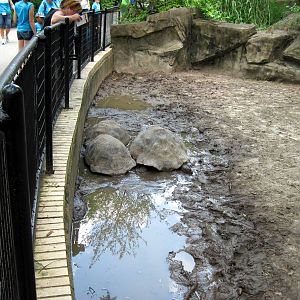 Reptile House-Giant Tortoises