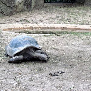 Reptile House-Giant Tortoises