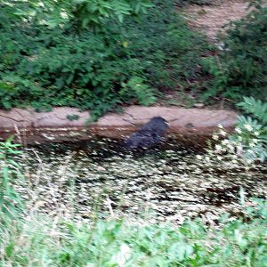 Reptile House-American Alligator
