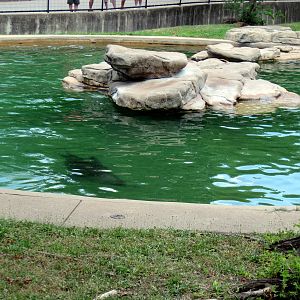 Chain of Lakes-California Sea Lion