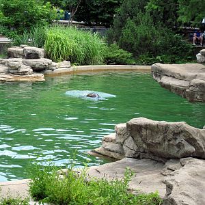 Chain of Lakes-California Sea Lion