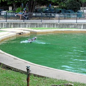 Chain of Lakes-California Sea Lion