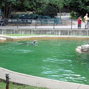 Chain of Lakes-California Sea Lion