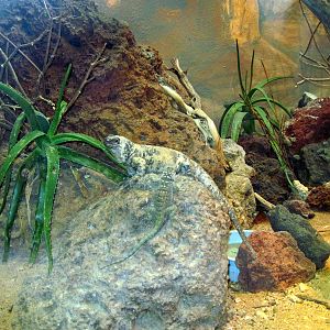 Herpetarium-Blue Spiny Lizard and Chuckwalla
