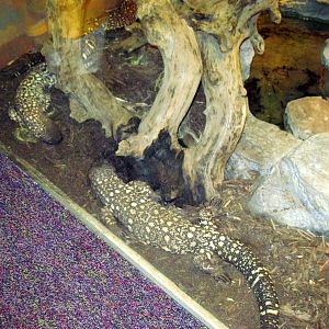 Herpetarium-Gila Monster
