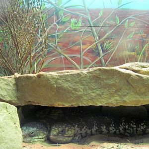 Herpetarium-Stump-tailed Skinks