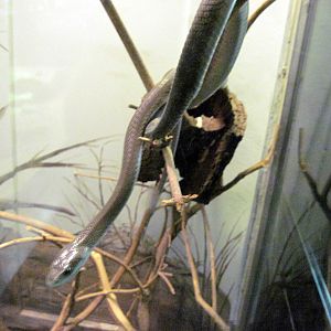 Herpetarium-Black Mamba