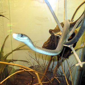 Herpetarium-Black Mamba