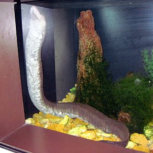 Herpetarium-Three-toed Amphiuma