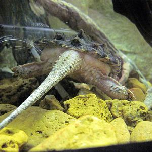 Herpetarium-Snapping Turtle