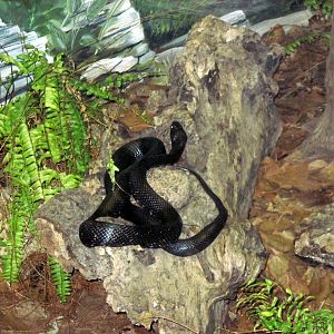 Herpetarium-Rubber Boa