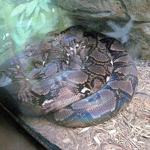 Herpetarium-Reticulated Python