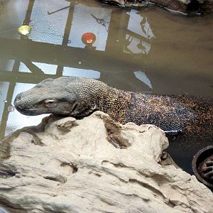 Herpetarium-Komodo Dragon