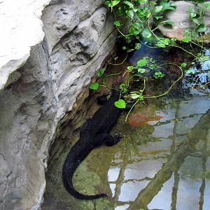Herpetarium-Dwarf Caiman