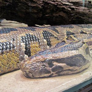 Herpetarium-Burmese Python