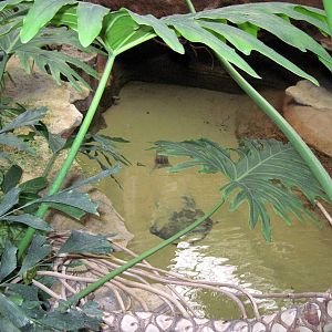 Herpetarium-Asian Turtle